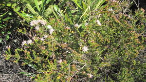 Calytrix tetragona plant shape