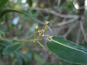 Endiandra sieberi tiny flowers