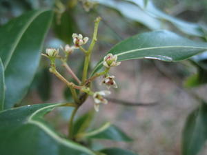 Endiandra sieberi tiny flowers