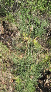 Petrophile pulchella plant shape