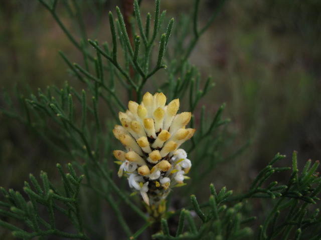 Petrophile pulchella flower