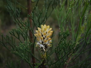 Petrophile pulchella flower