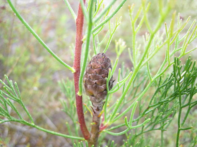 Petrophile pulchella cone