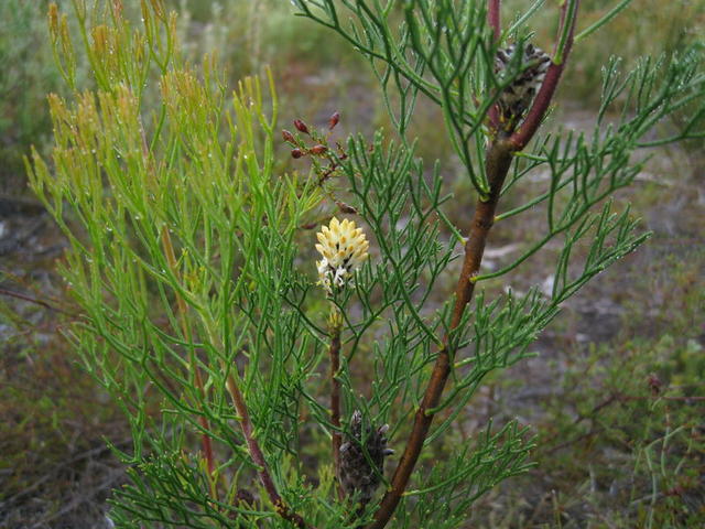 Petrophile pulchella flower