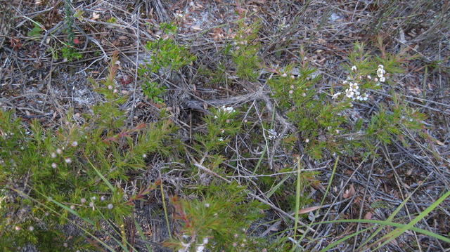 Leptospermum arachnoides plant is low growing 