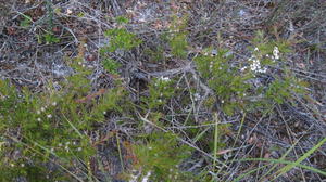 Leptospermum arachnoides plant is low growing 