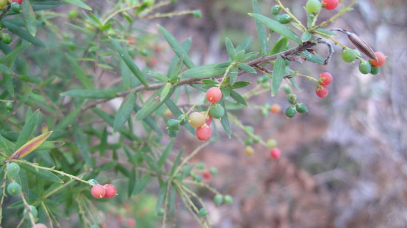 Leucopogon lanceolatus ripe fruit