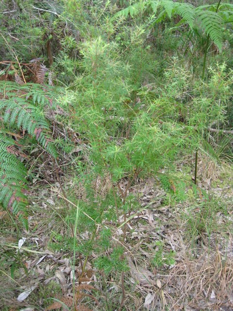 Leucopogon lanceolatus plant shape