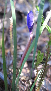 Patersonia fragilis unopened flower