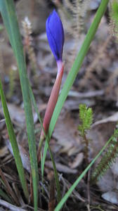 Patersonia fragilis unopened flower