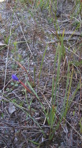 Patersonia fragilis plant shape