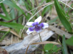 Viola hederaceae two coloured flower