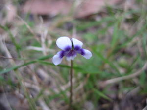Viola hederacea two coloured flower
