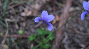 Viola hederaceae all mauve flower