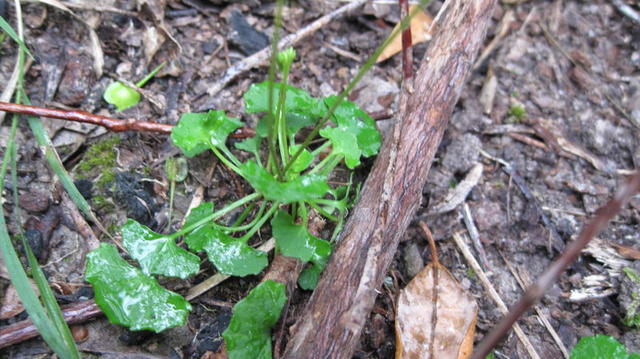 Viola hederaceae plant shape