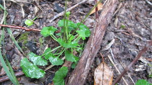 Viola hederaceae plant shape