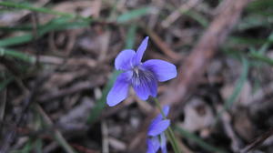 Viola hederaceae all mauve flower