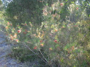 Callistemon linearis plant shape