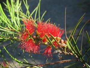 Callistemon linearis flower