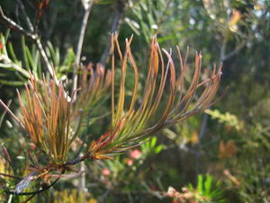 Callistemon linearis new growth