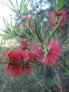 Callistemon linearis flowers