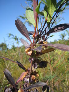 Dodonaea triquetra fruit