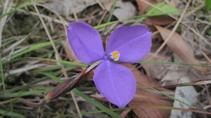 Patersonia fragilis flower