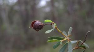 Pultenaea flexilis fruit