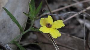 Goodenia heterophylla flower