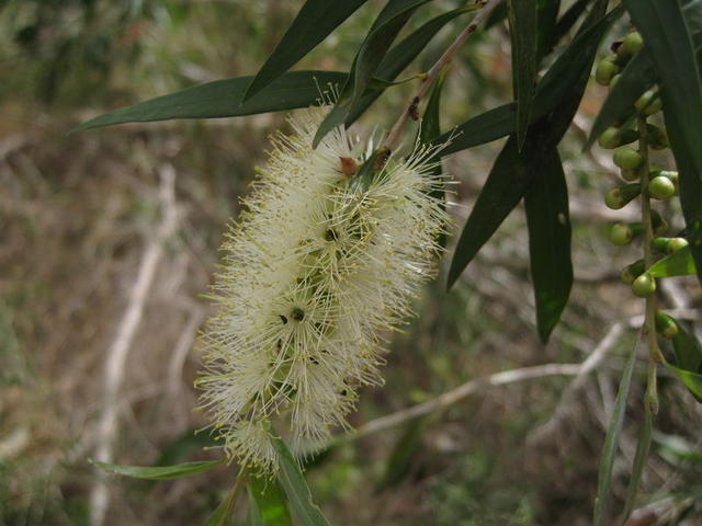 Callistemon salignus flower