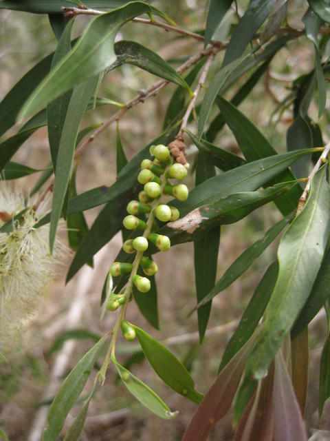 Callistemon salignus buds