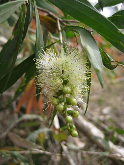 Callistemon salignus flower