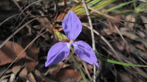 Patersonia glabrata flower