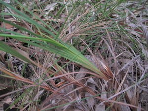 Patersonia glabrata fan-shaped leaf base