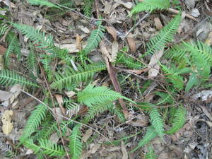 Identify a FERN