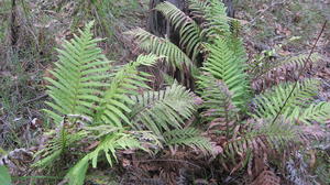 Blechnum cartilagineum - Gristle Fern