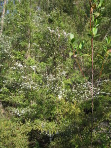 Leptospermum  polygalifolium var polygalifolium in moist gully