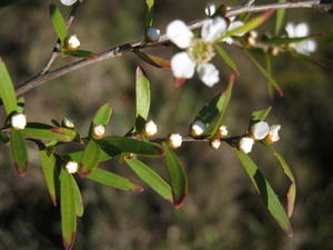 Leptospermum  polygalifolium var polygalifolium buds