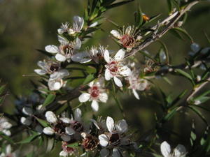 Leptospermum juniperinum  - flowers may have a red centre 