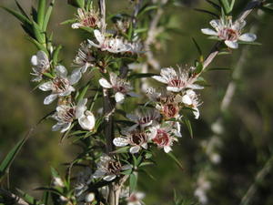 Leptospermum juniperinum may have an erect habit