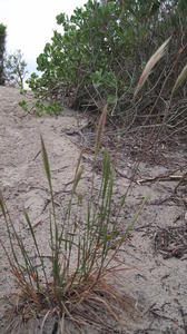 Dichelachne crinita plant shape