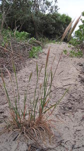 Dichelachne crinita plant shape