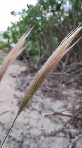 Dichelachne crinita plume