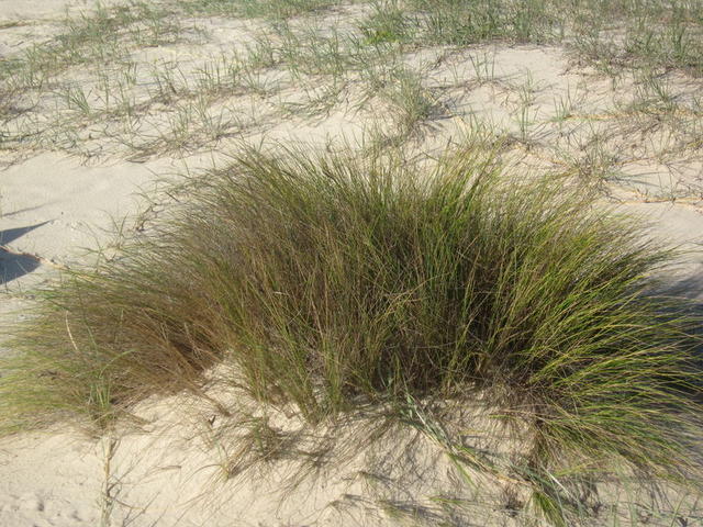 Austrofestuca littoralis plant shape