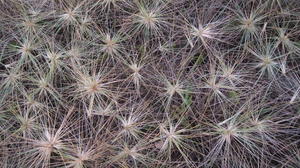 Spinifex sericeus female seed head