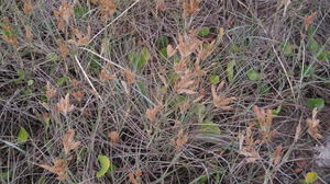 Spinifex sericeus old male head