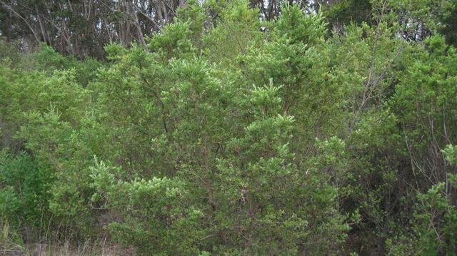 Monotoca elliptica plant shape