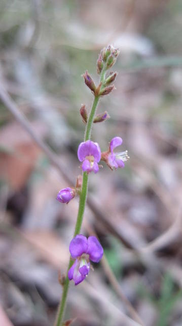 Desmodium rhytidophyllum flower stem