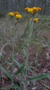 Chrysocephalum semipapposum plant shape