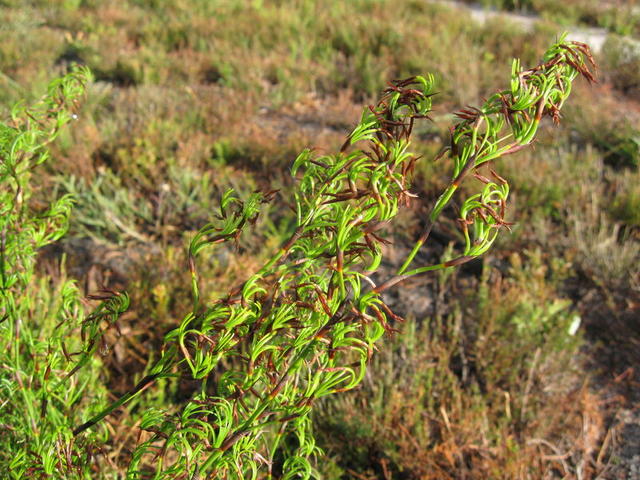 Caustis flexuosa spike